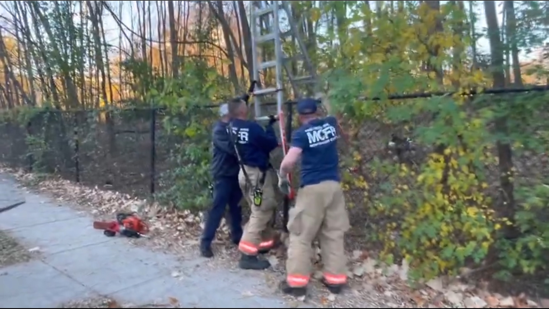 Montgomery County Fire and Rescue, Animal Services save a goose stuck in a tree.