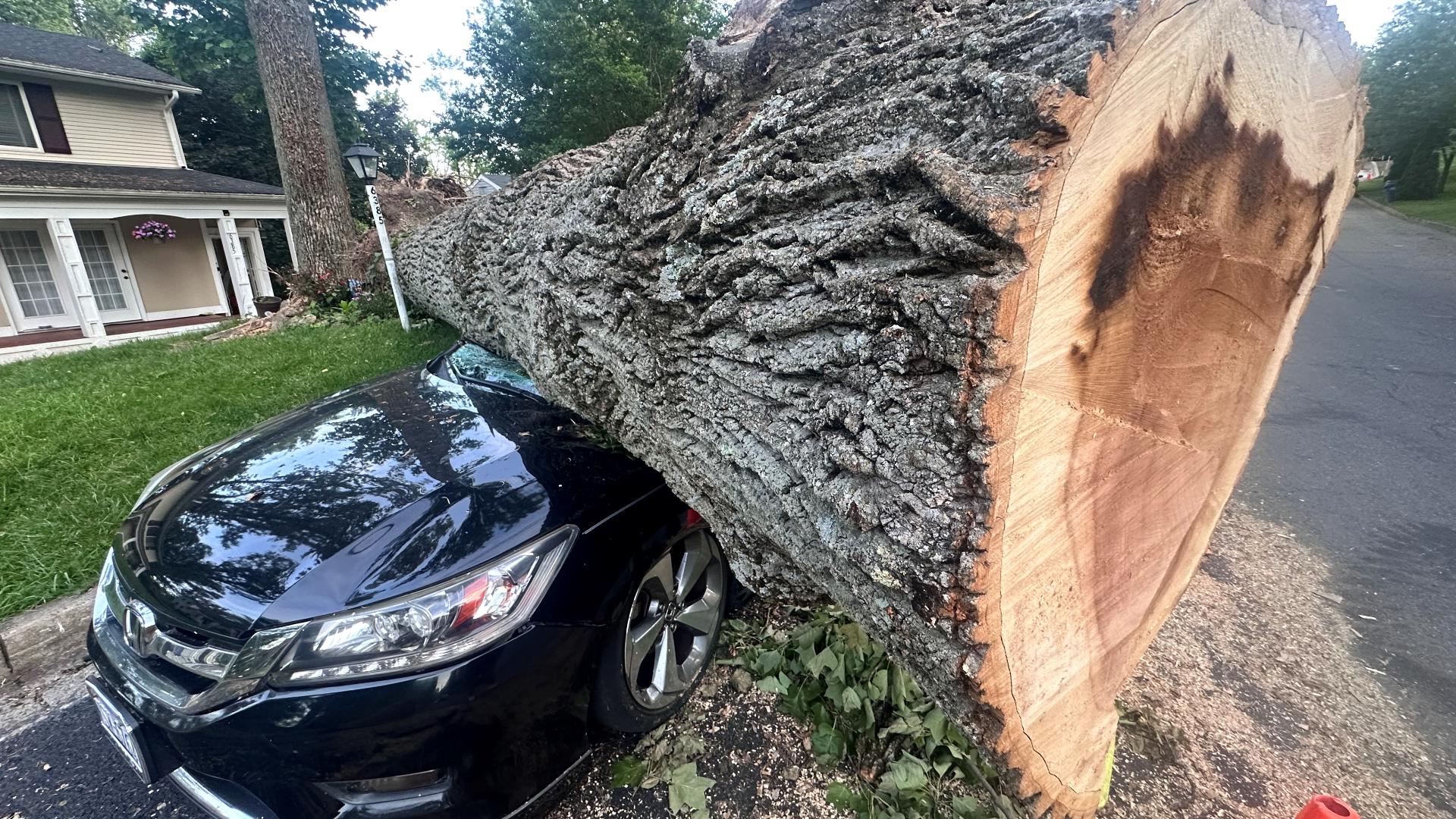 The tree fell last Tuesday and several parked cars were struck, but no one was hurt.