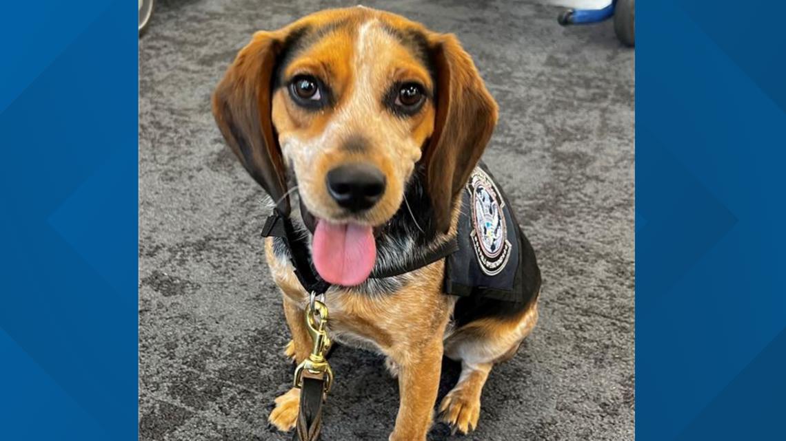 Traveler kicks Customs beagle at Dulles, tried in federal court