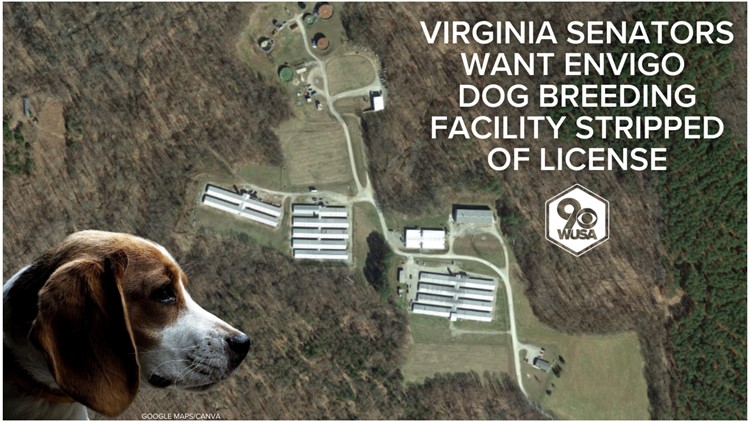 More than 100 beagles taken from Virginia dog breeding facility following animal abuse allegations