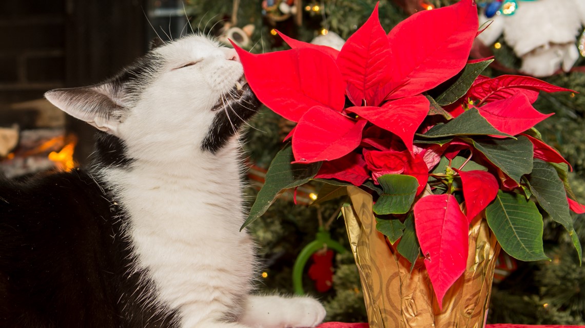 are poinsettia poisonous to cats and dogs