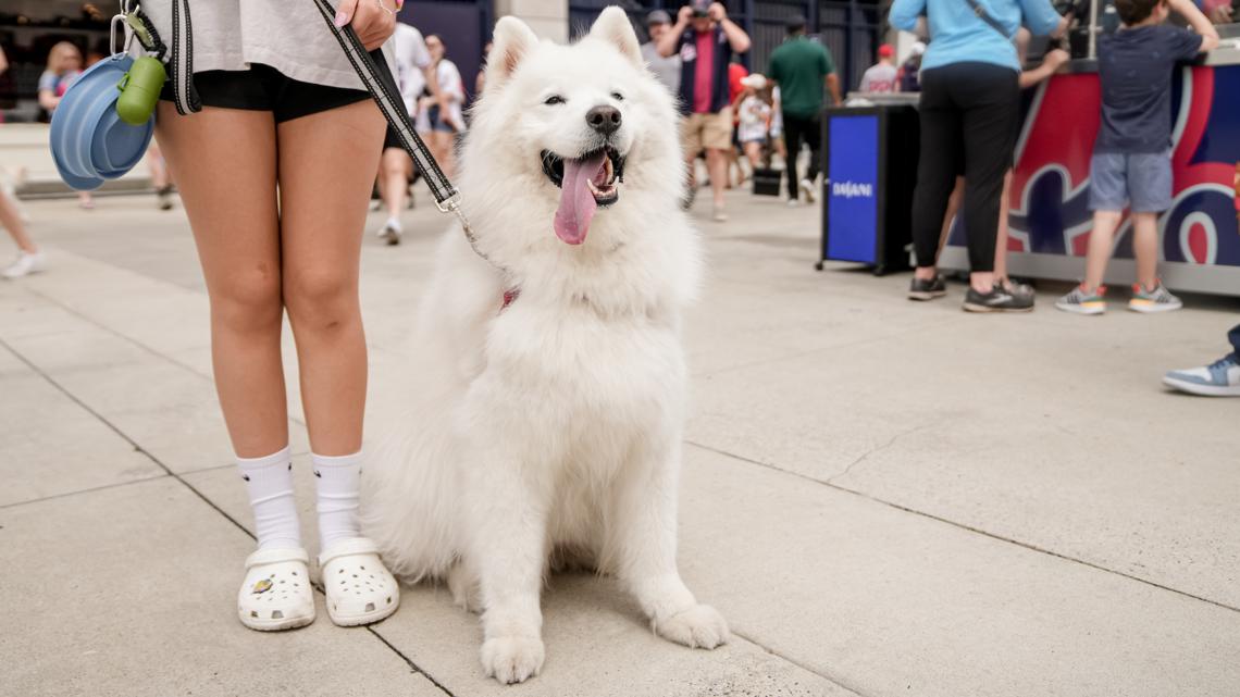 Washington Nationals host another precious Pups in the Park night