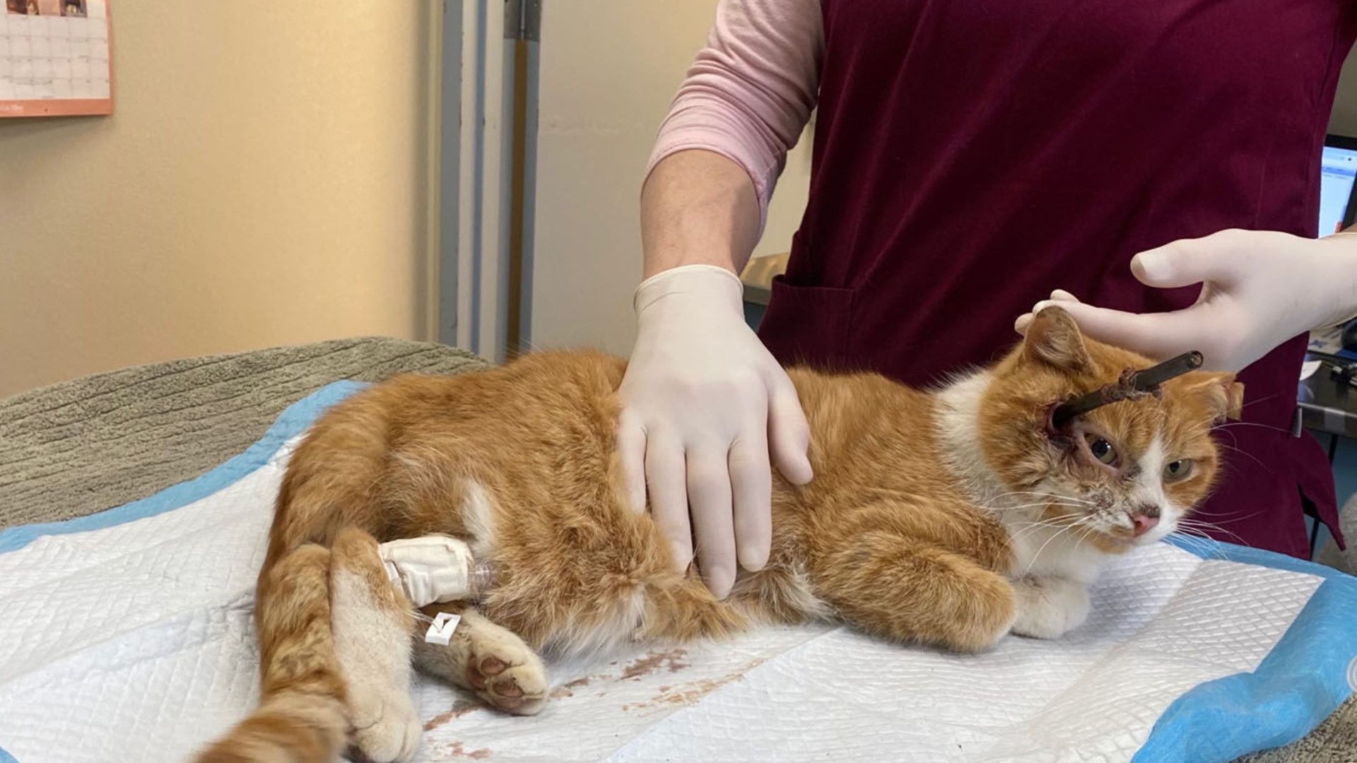 Cupid the cat came into the shelter with a five-inch arrow impaled in its head Valentine's Day. The public came to help.