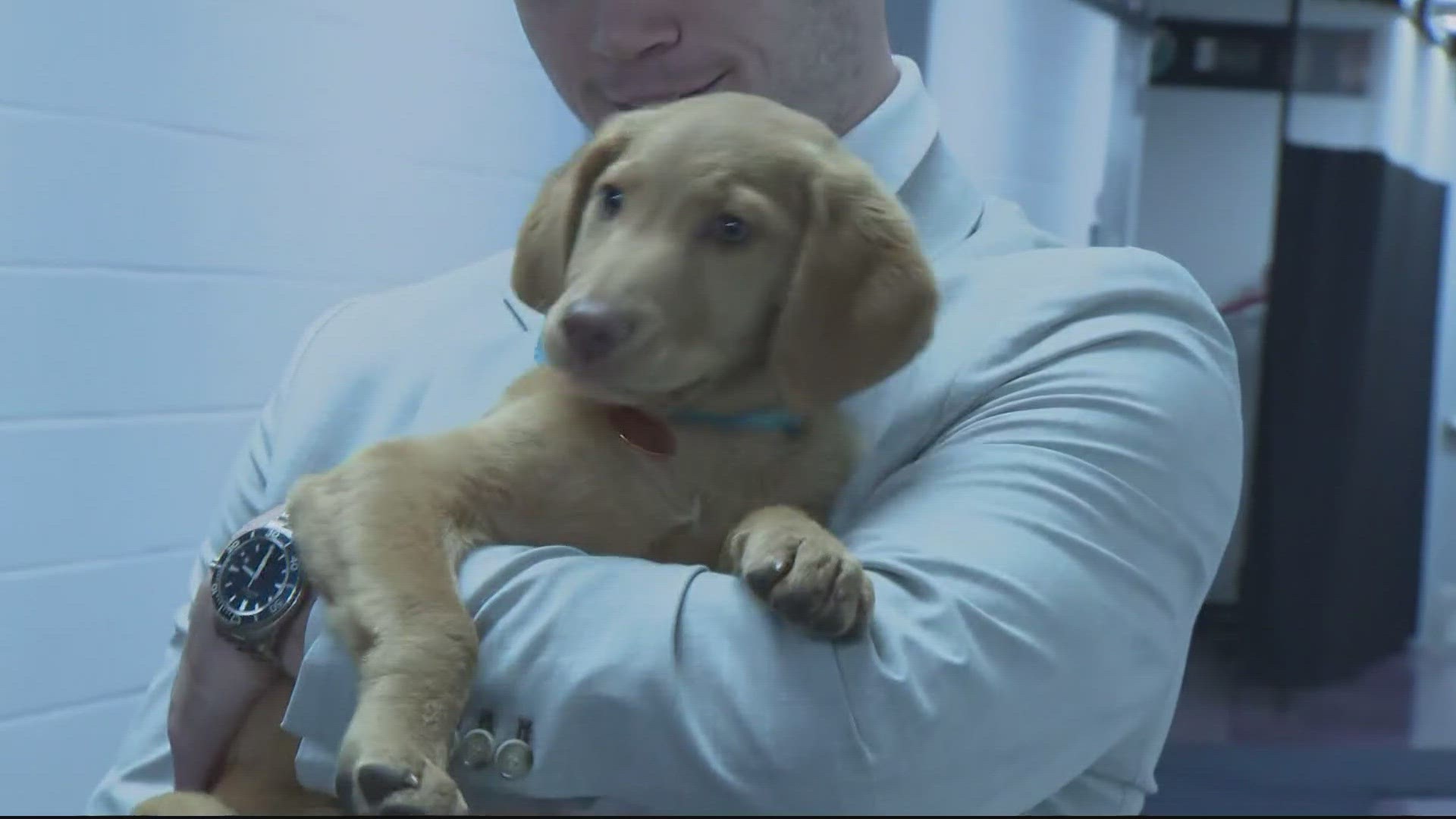 The Washington Capitals are helping some cute puppies find their forever home.