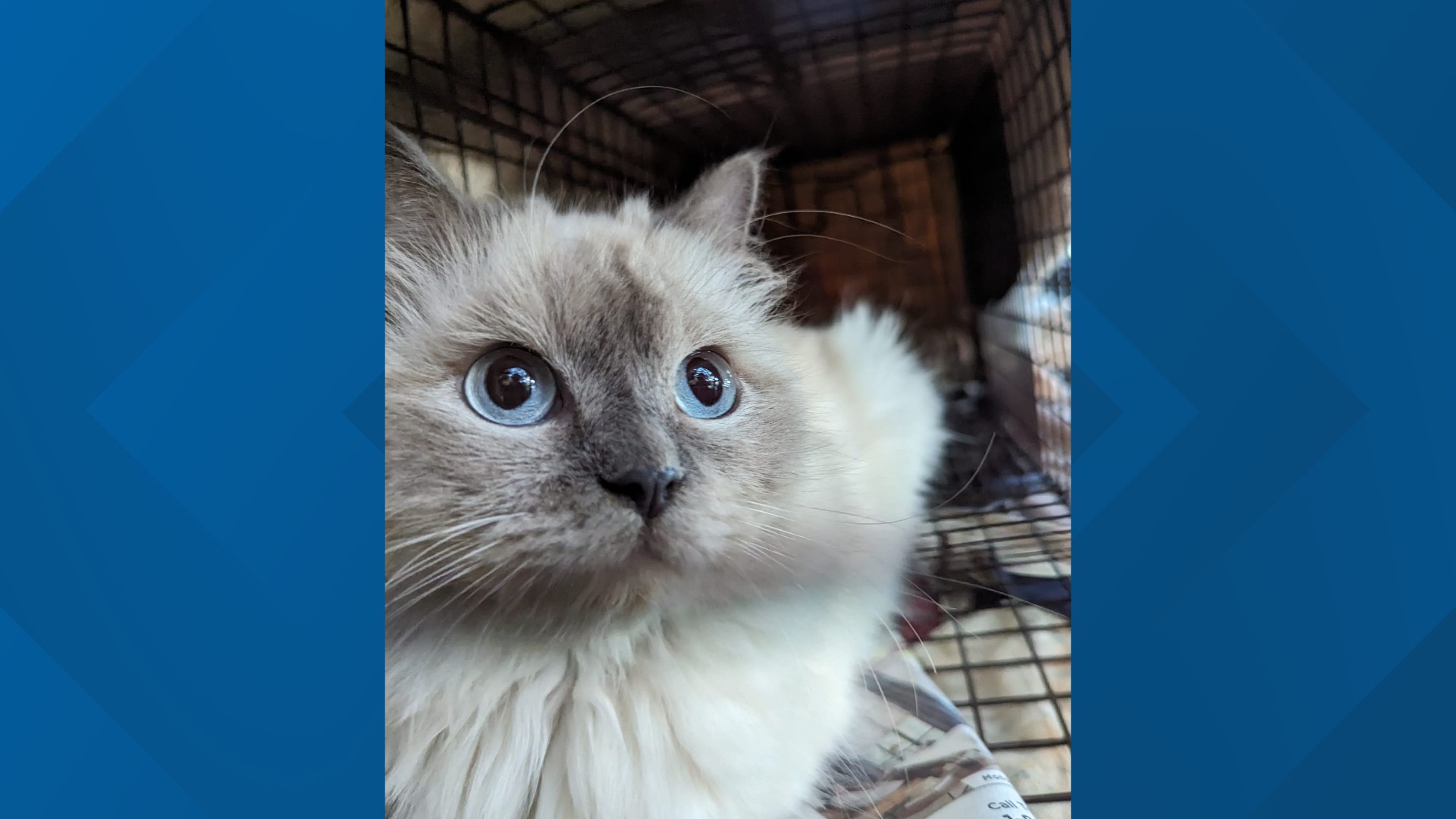 Dozens of Himalayan cats rescued from Montgomery Co. parks | wusa9.com