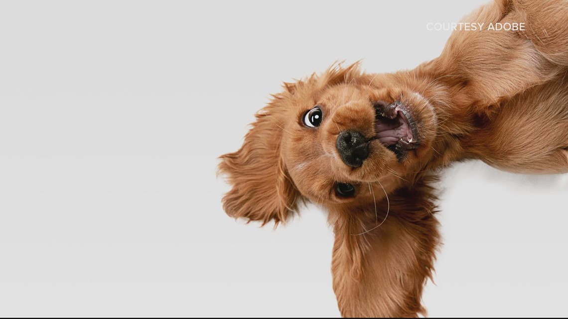 Is your dog photogenic? They could earn $10k a year