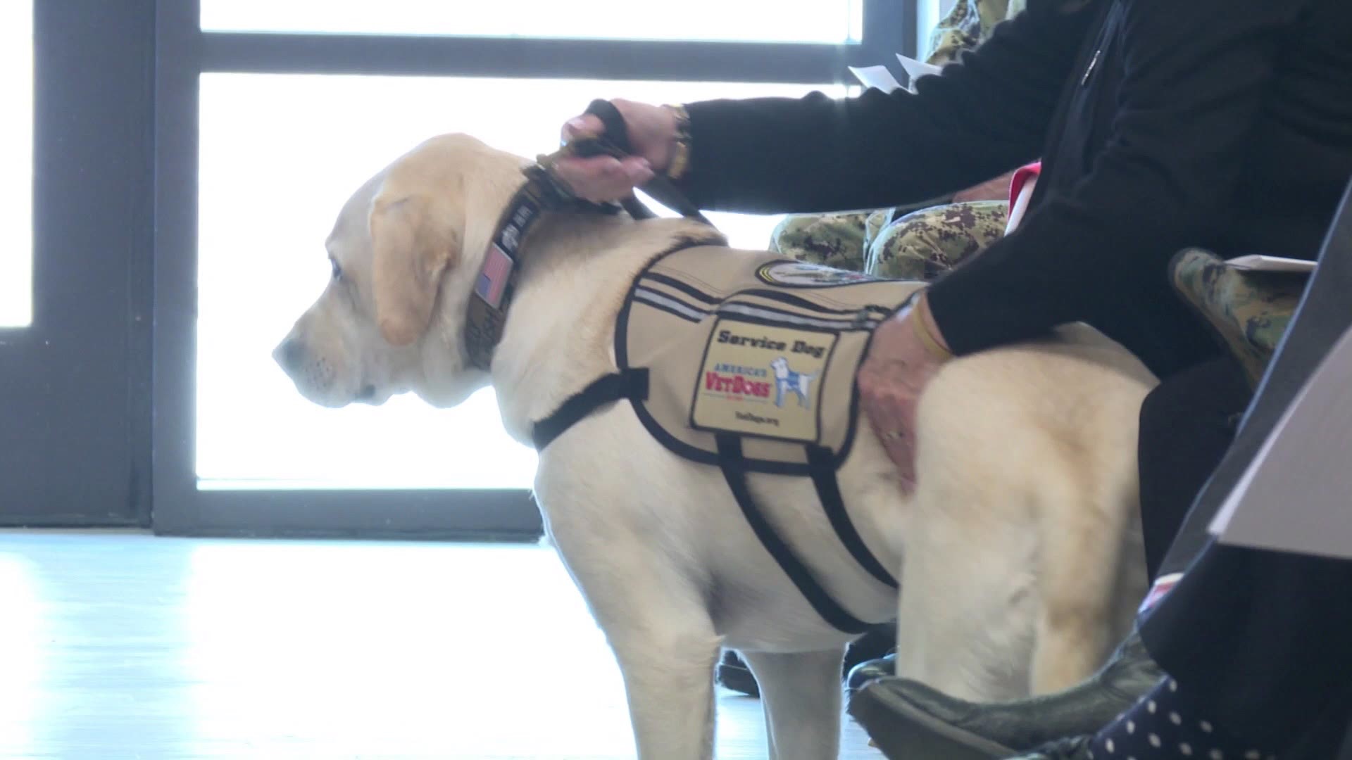 Sully the service dog is officially on the clock at his new home.