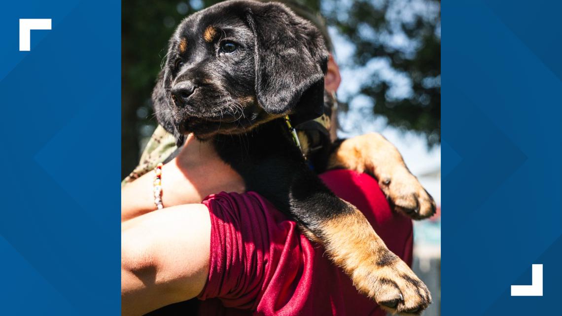 Here's a look at Washington Commanders' team Dog Barney | wusa9.com