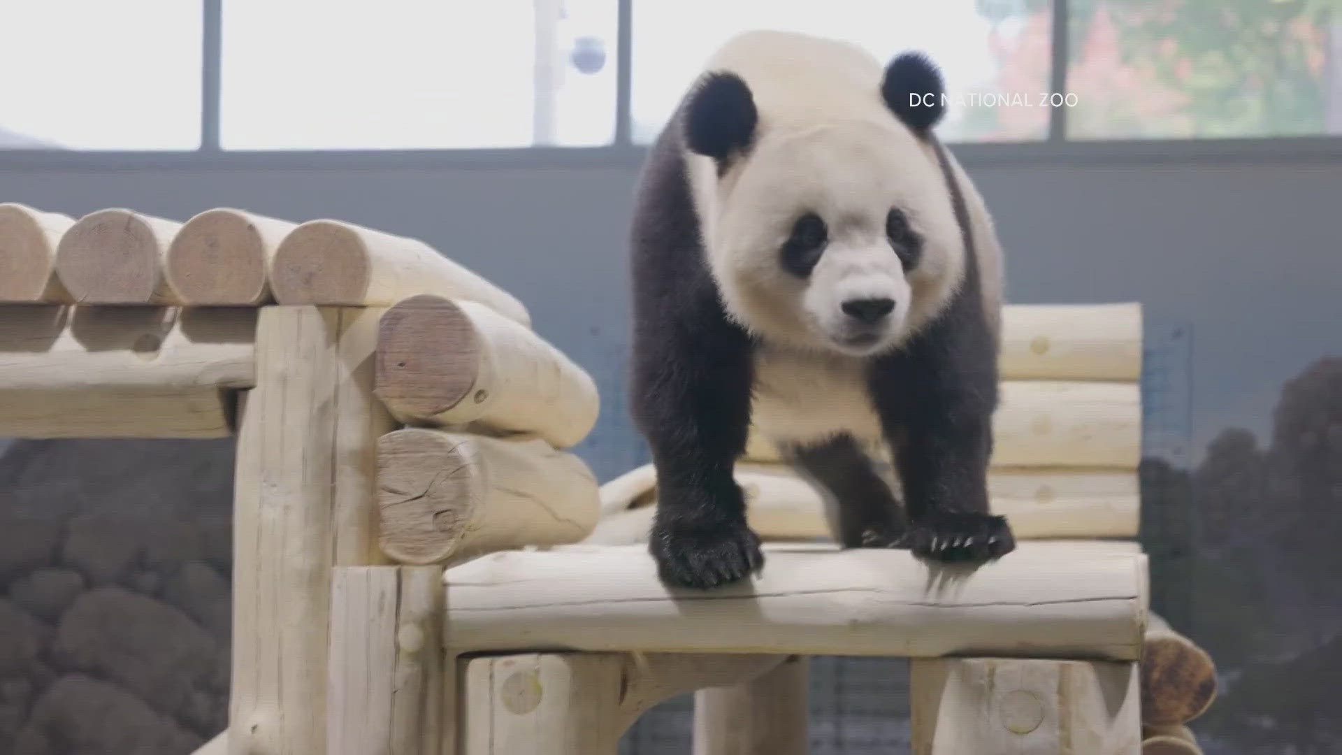 You won't be able to see the giant pandas just yet. They are in quarantine right now.