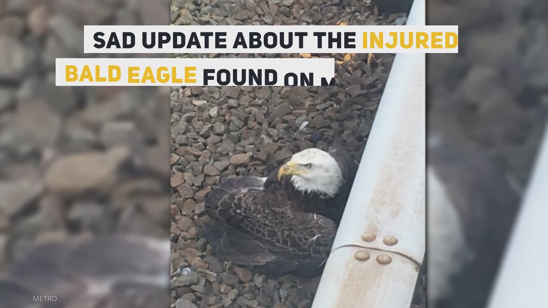 The bald eagle found on Metro tracks during rush hour had to be euthanized due to the severity of its injuries.