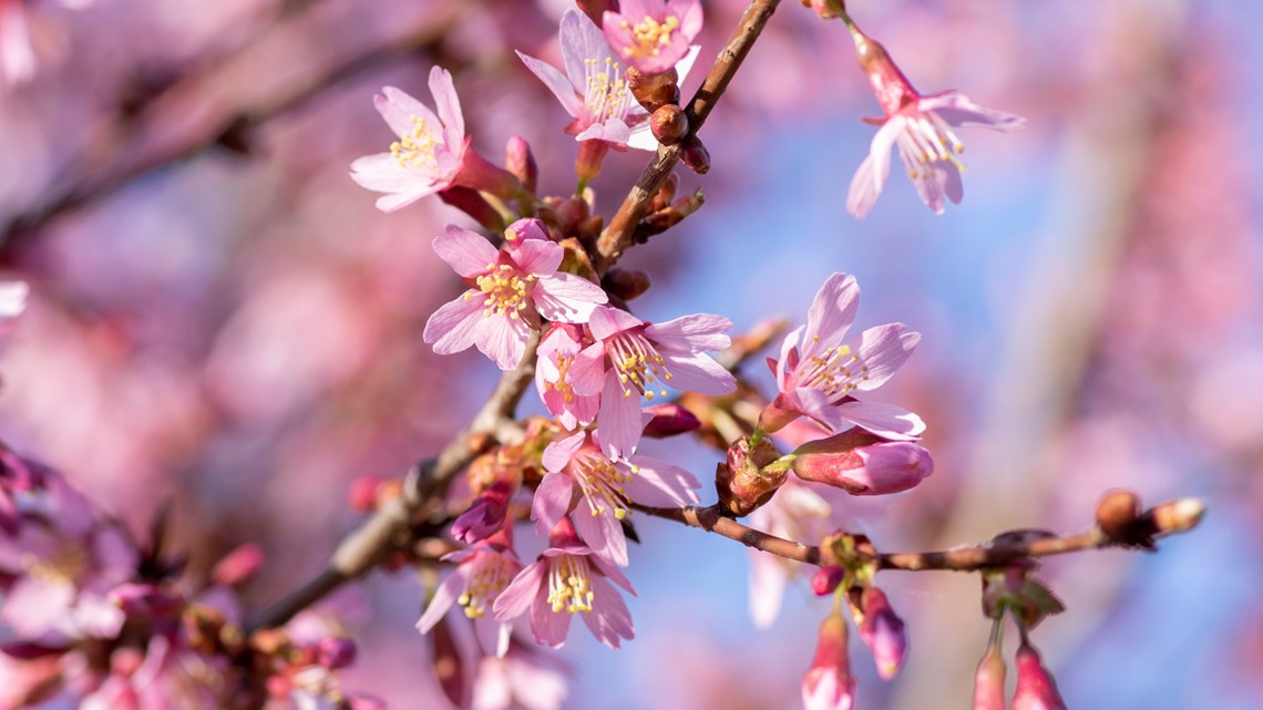 Spring Blooms at the National Cherry Blossom Festival – The Science Survey