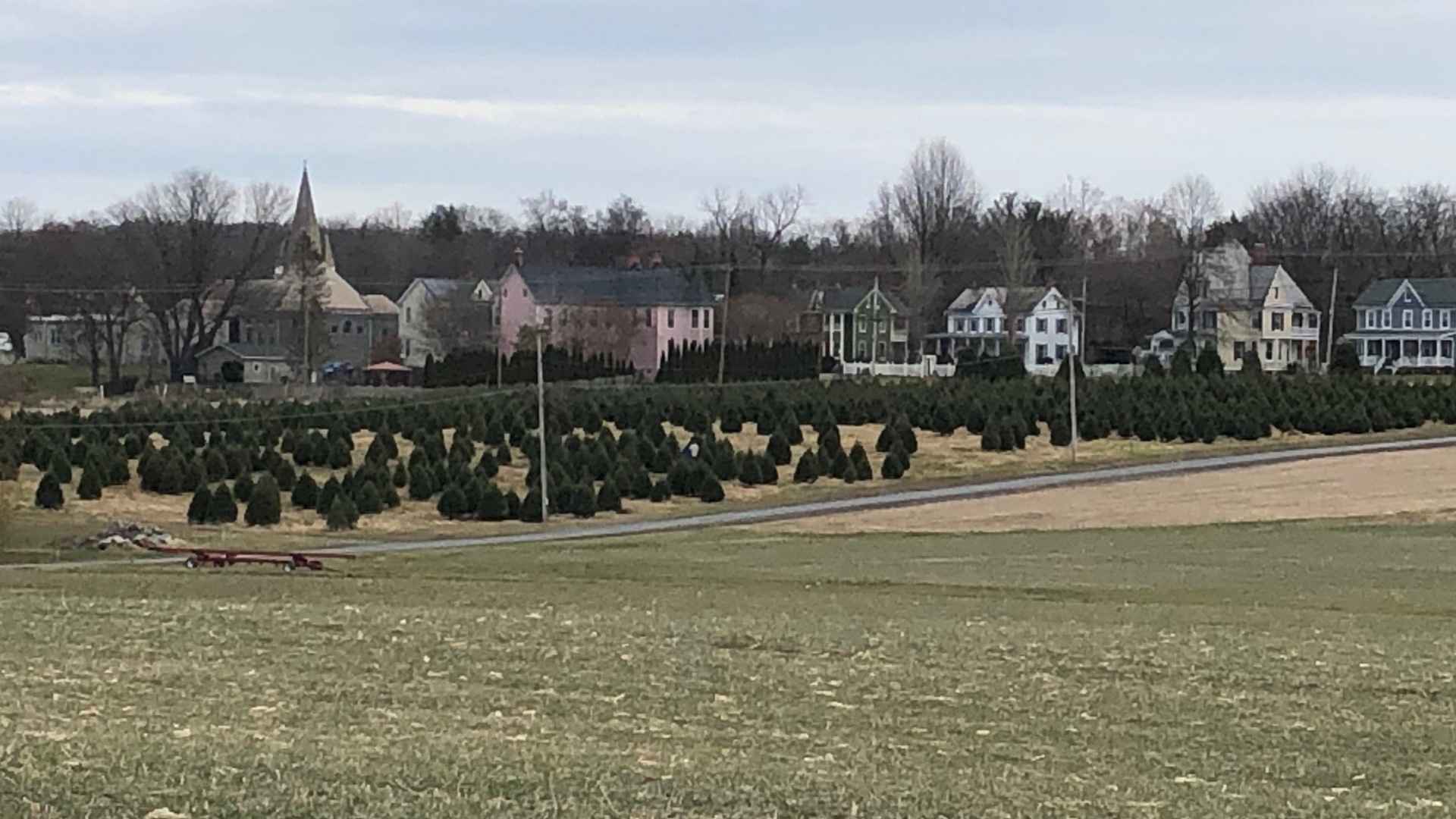 How much does a real christmas tree cost this year?