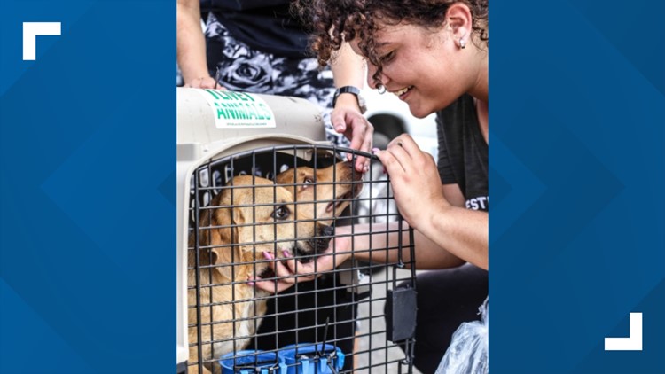 'A blessing' | Puerto Rican shelter dogs, cats arrive in Arlington