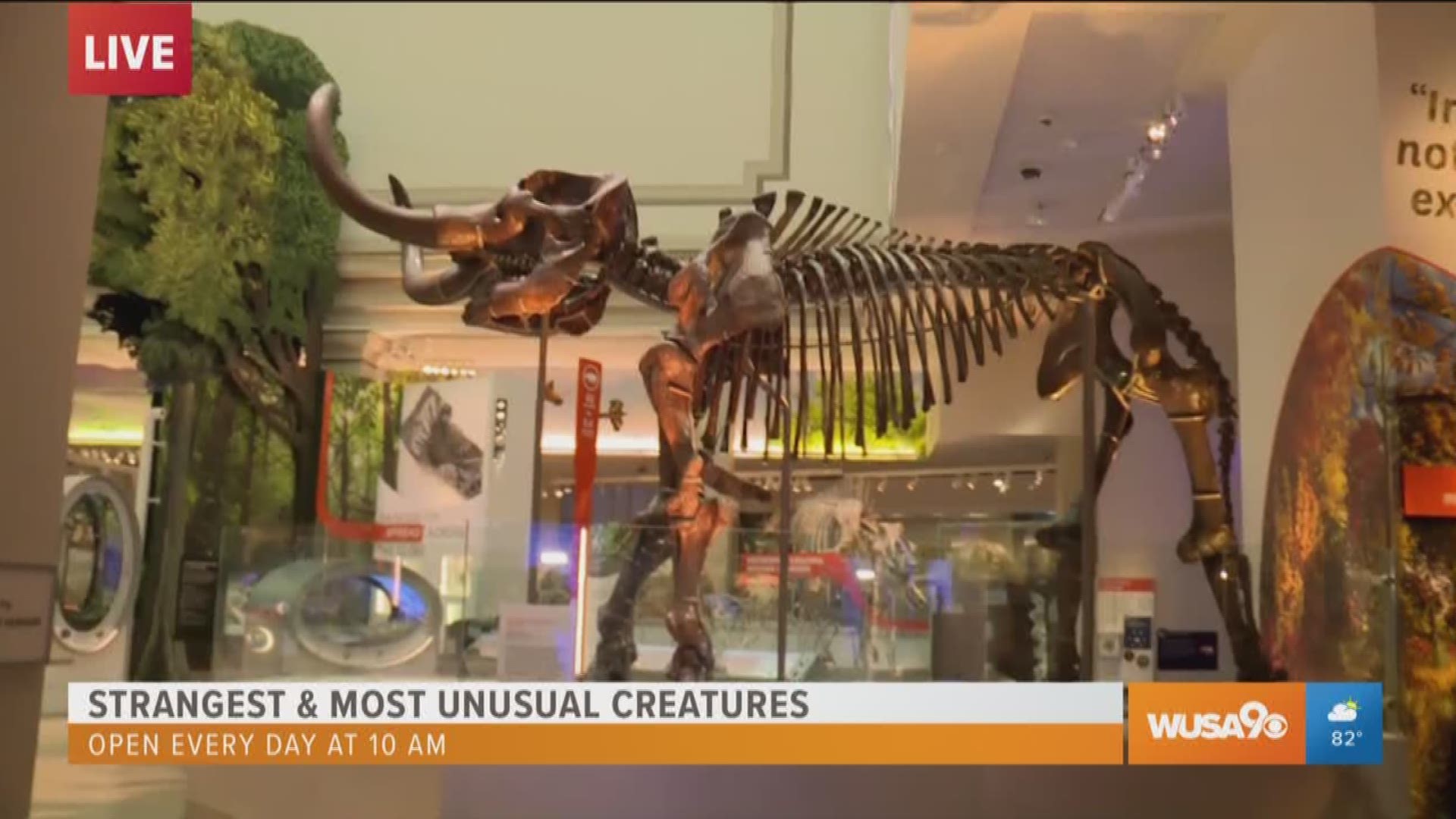 Dr. Hans Sues talks about the new dinosaur hall at the National Museum of Natural History. The exhibit features a variety of dinosaur species and other creatures that once roamed the Earth. Visit the exhibit any day of the week at 10 a.m.