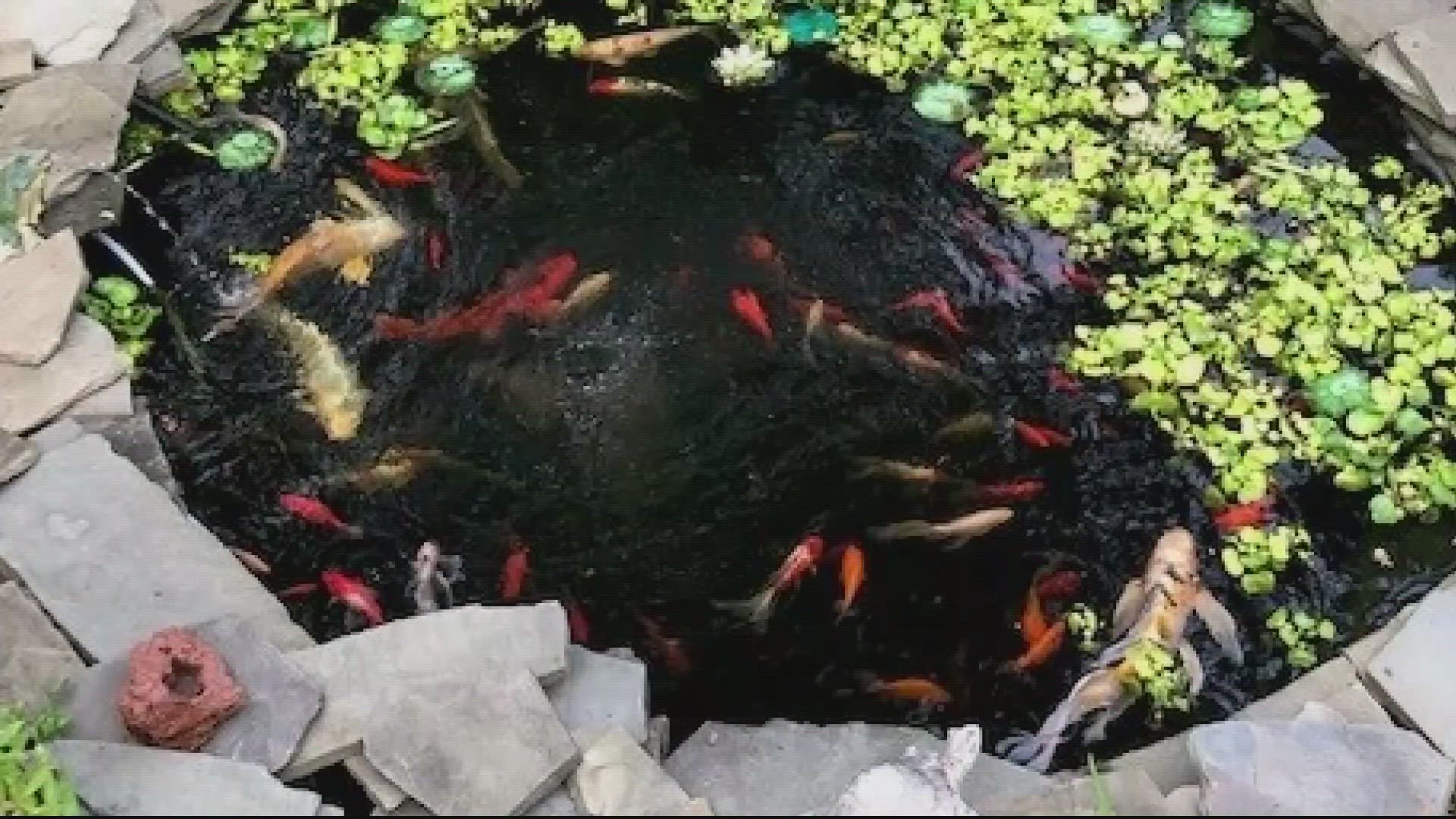 Police in Howard County confirm, they have taken at least 3 reports from residents who believe their prized Japanese Koi fish have been stolen from backyard ponds.