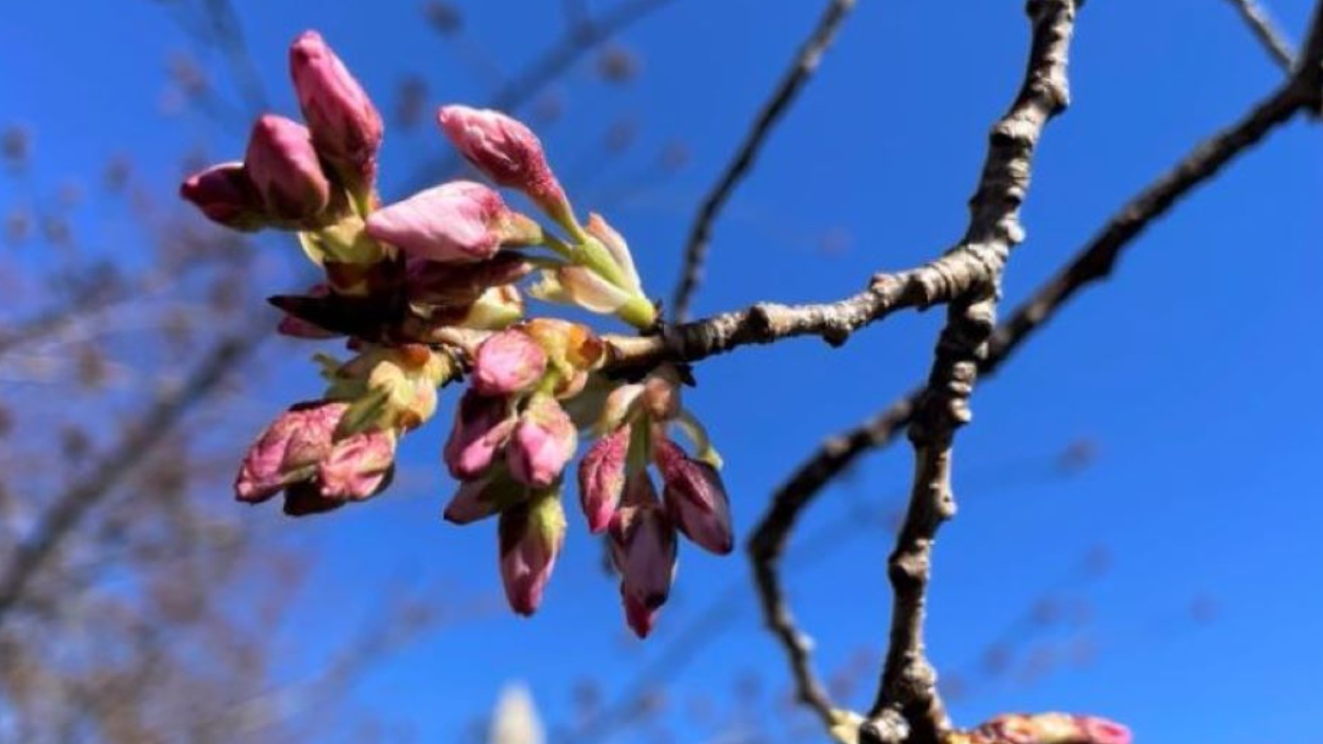 While winds will be gusty early this week, the blossoms are safe, according to Mike Litterst with the National Park Service
