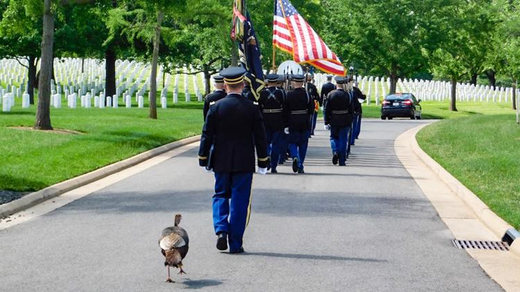 Wild turkey joins funeral procession at Arlington National Cemetery
