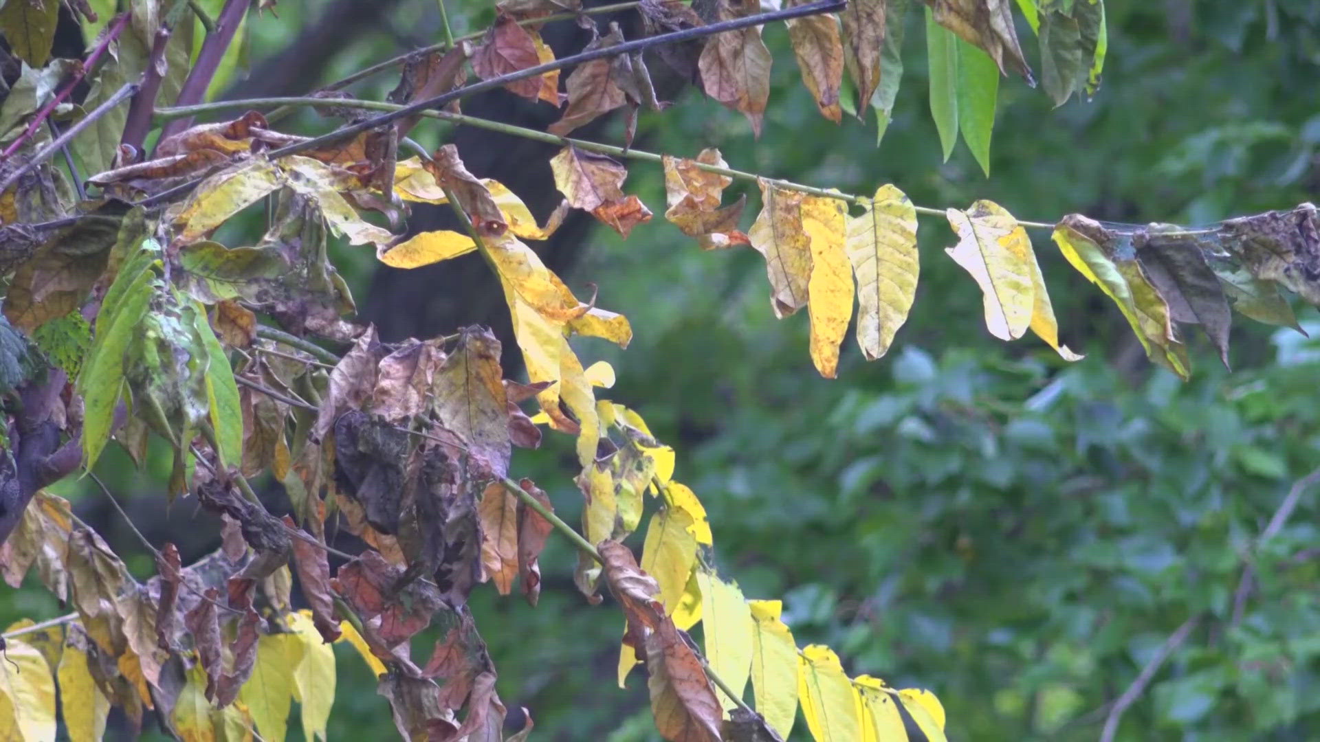 WUSA9 speaks to an arborist about changing leaves on DMV trees, and what early yellowing could mean.