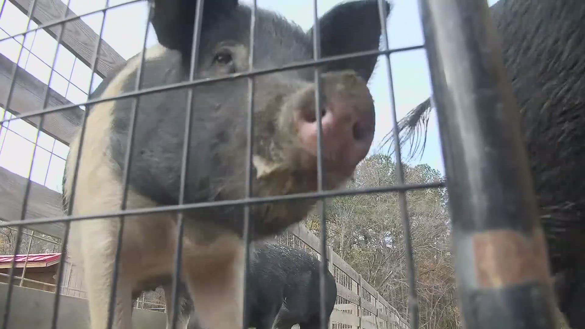 The party invite was written in a spiderweb. It's the four Virginia pigs' first birthday.