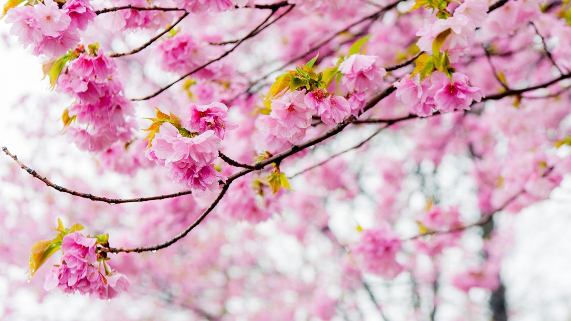 Spring Blooms at the National Cherry Blossom Festival – The Science Survey