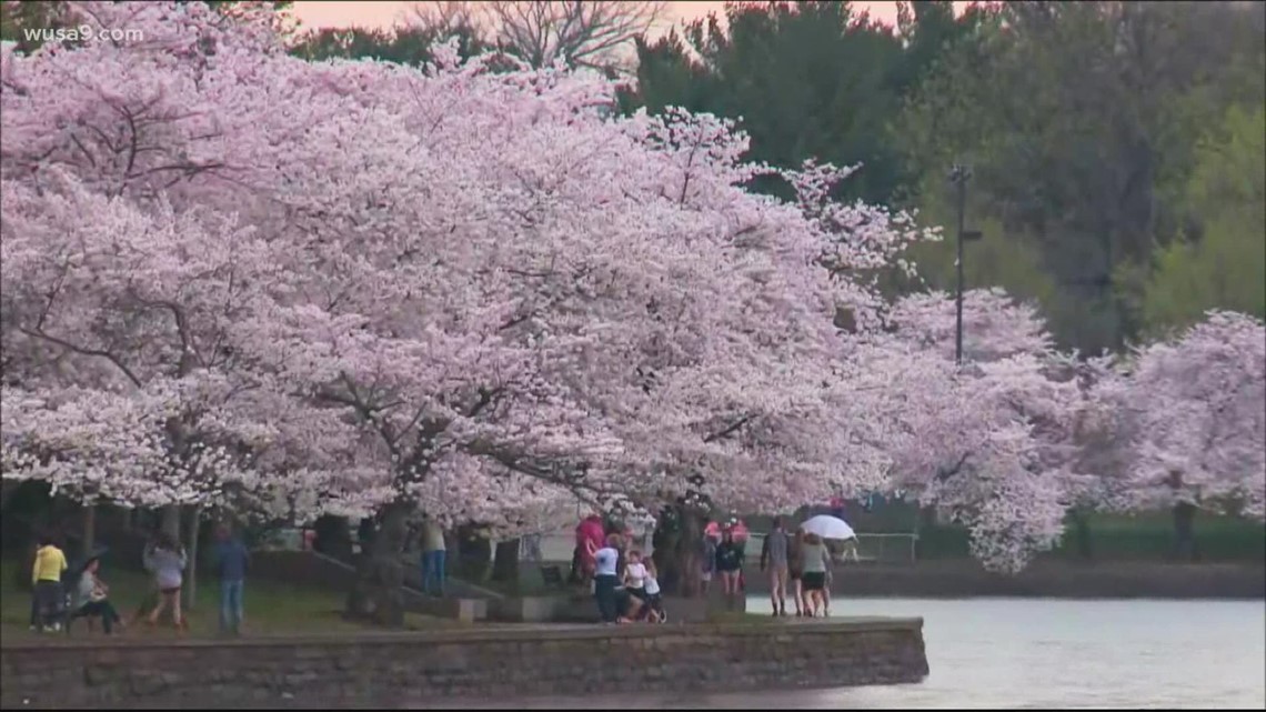 Cherry Blossom Festival Parking in DC 2022