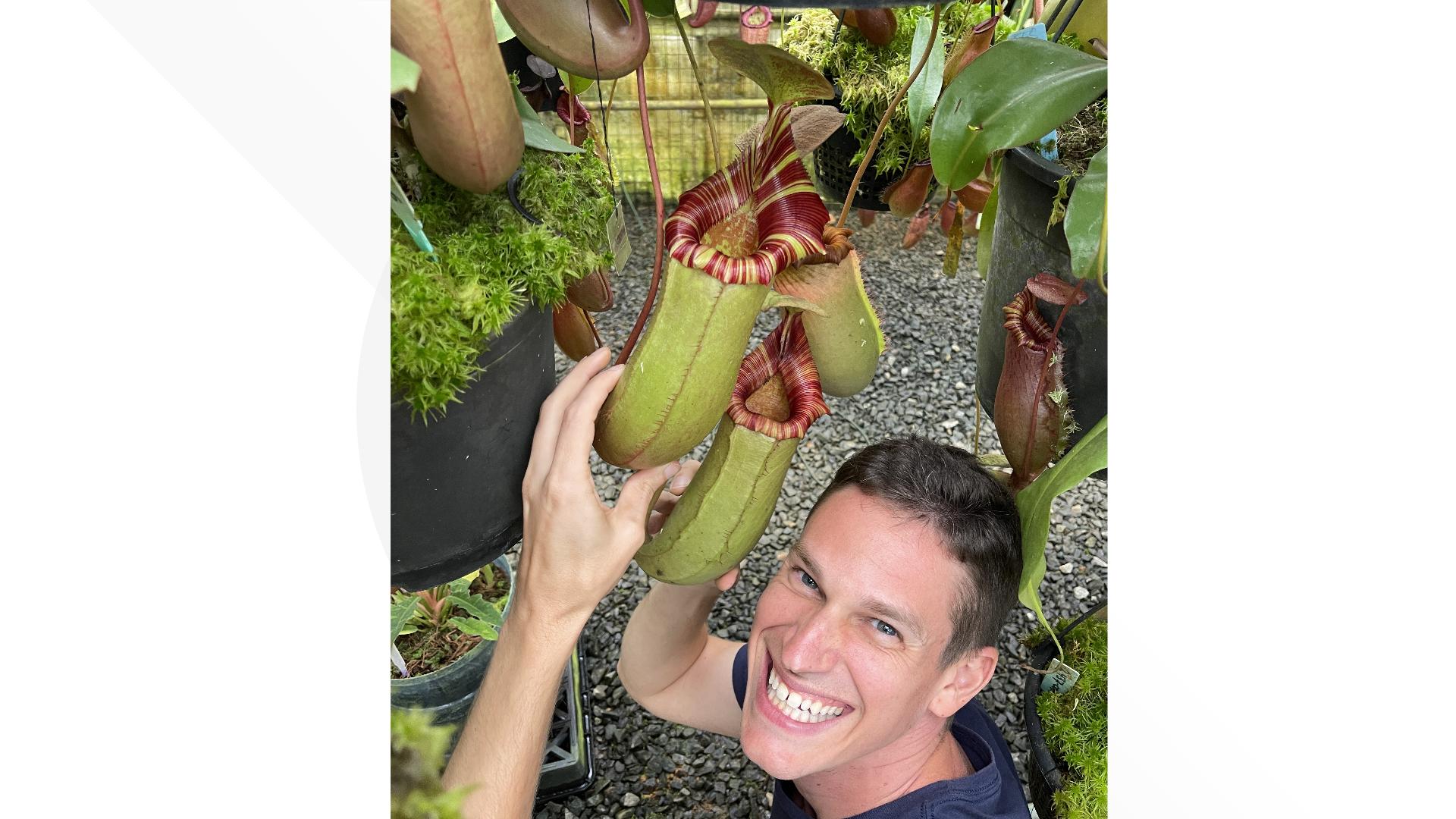 Weather Lesson 3 Check Get into spooky season with a lesson on carnivorous plants | wusa9.com
