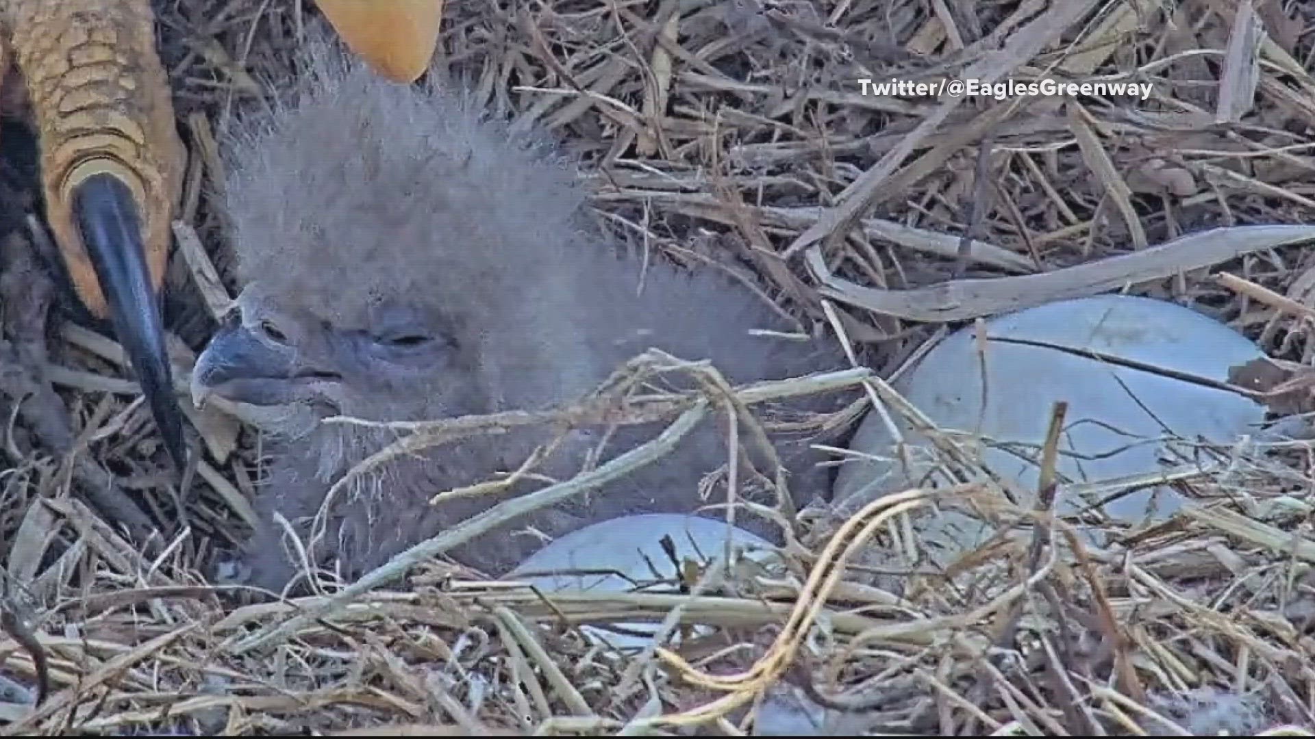 The eagle population in Loudoun County is about to grow a little bit bigger after the birth of an eaglet this week.