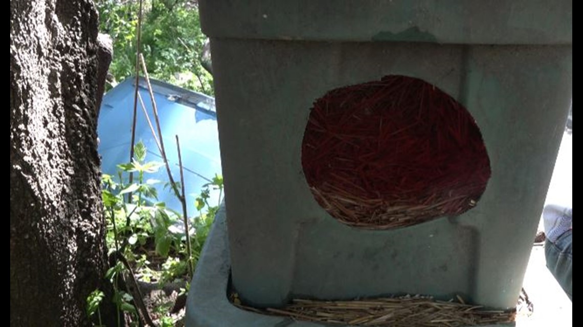 Feral cat colony gets new shelters after WUSA9 highlights deplorable ...