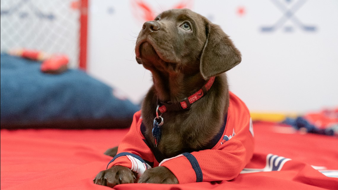 The Washington Capitals' team dog, Biscuit, turns one!