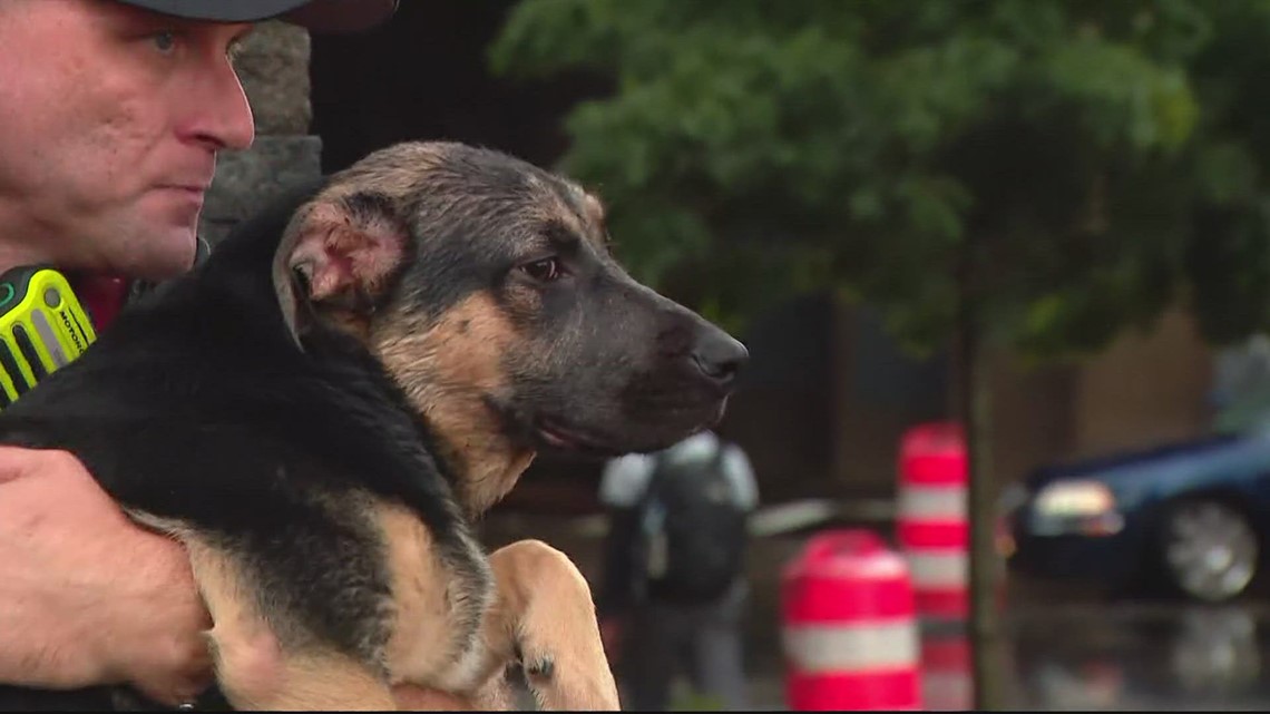 10 dogs killed in District Dogs flood