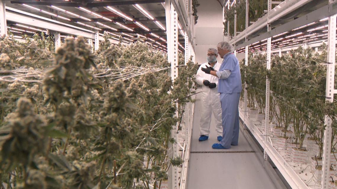 Marijuana growing facility looking to expand in Manassas - Vimarsana News