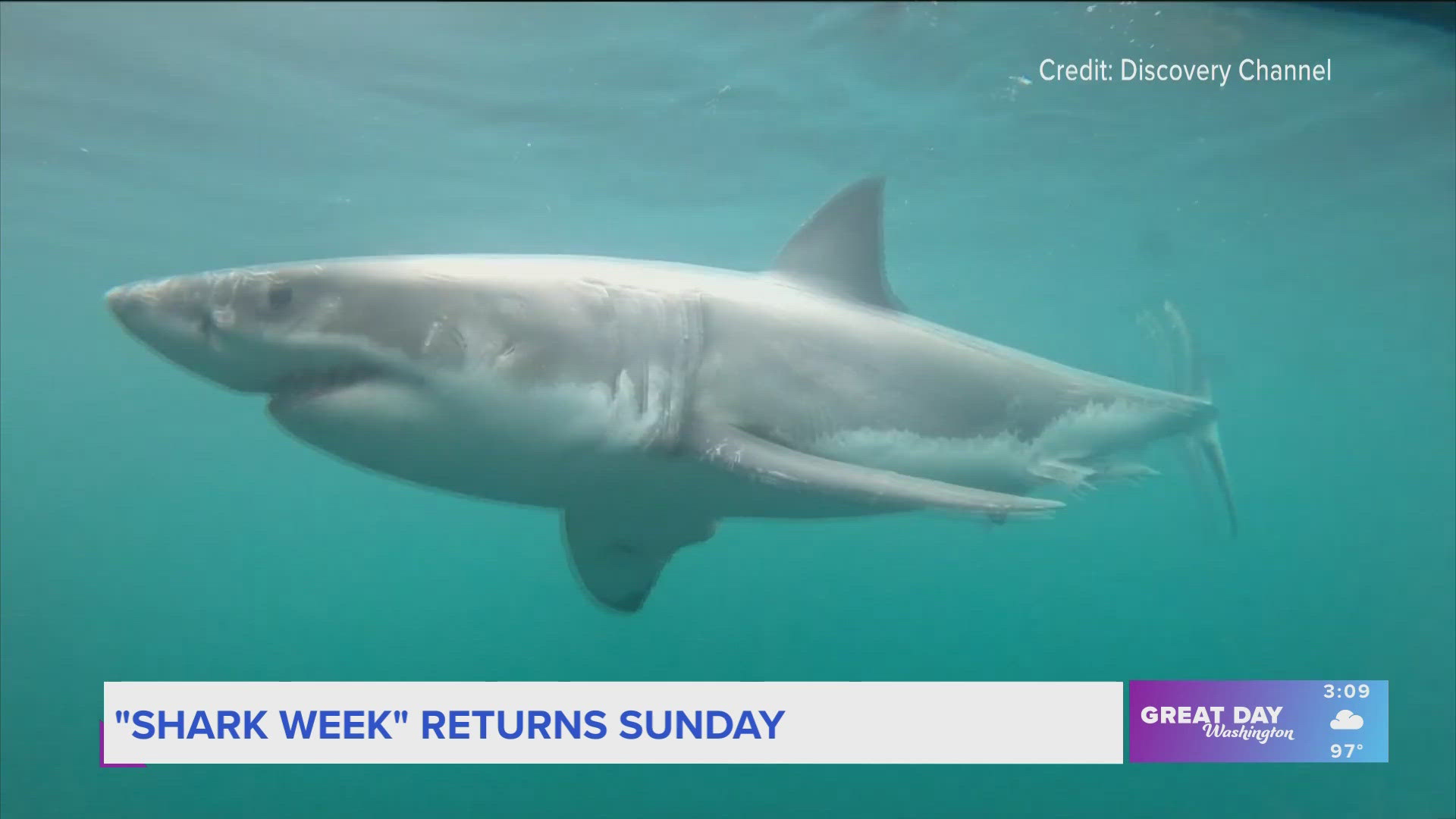 Discovery Channel's "Shark Week" returns Sunday, July 7th. Stars of "Belly of the Beast," Dr. Austin Gallagher and Liv Dixon, reveal what we can expect this year.