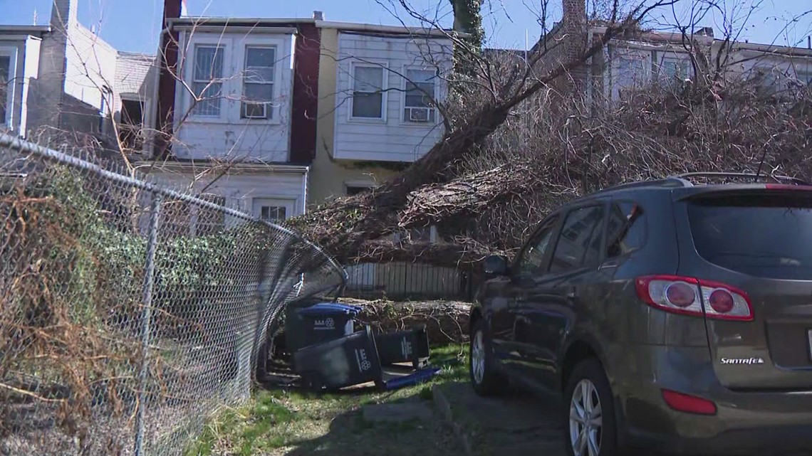 邻居敦促华盛顿特区拆除西北地区的危险树