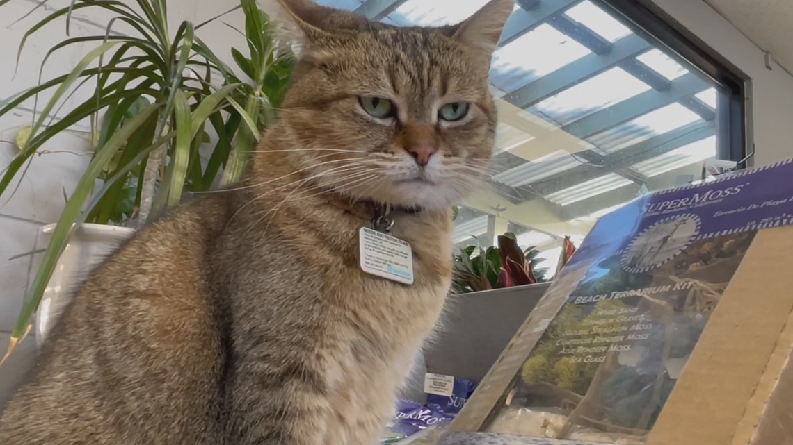 Killer instincts: Meet Rue the so-called blue collar cat | wusa9.com