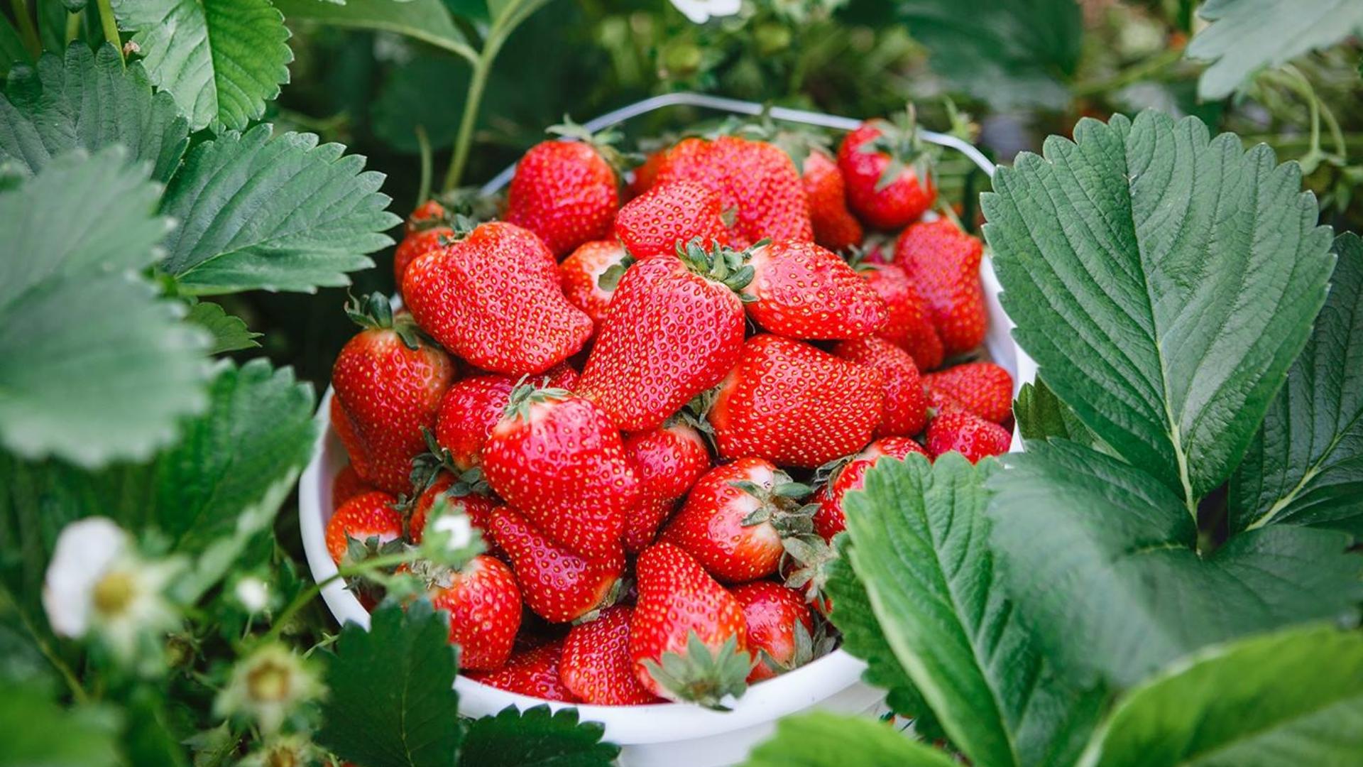 Lincoln Strawberry Festival in Loudoun County, May 18-19 | wusa9.com