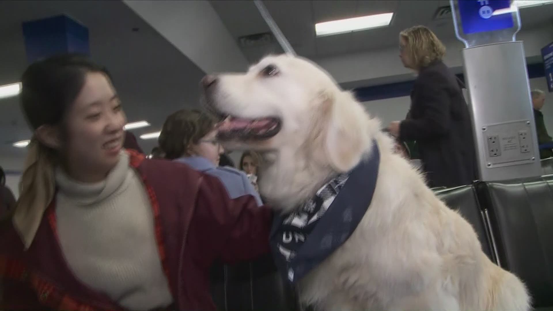 are dogs allowed in dulles airport