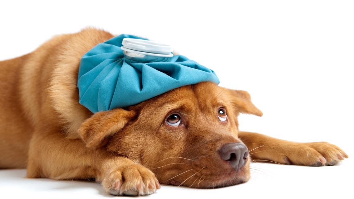 Canine flu cases on the rise in DMV