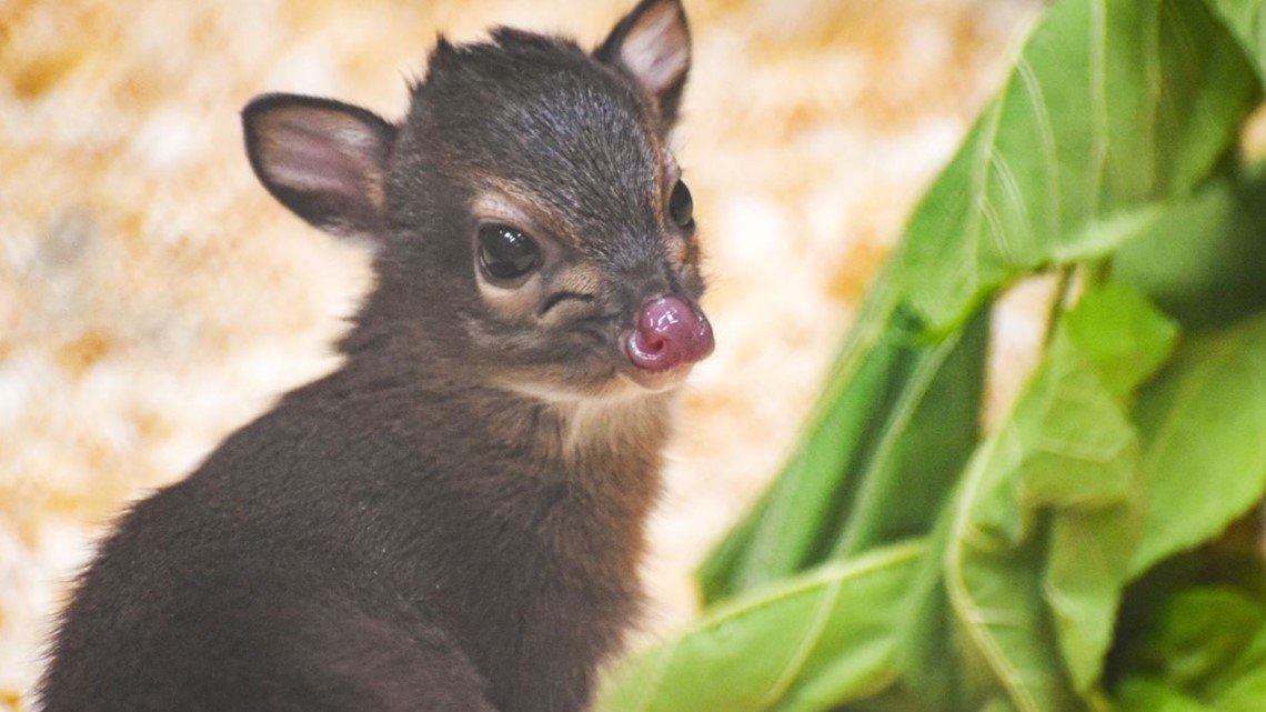 Baby Animals Welcomed At Maryland Zoo | Wusa9.com