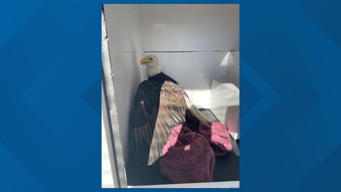 Injured eagle found in Stafford County landfill