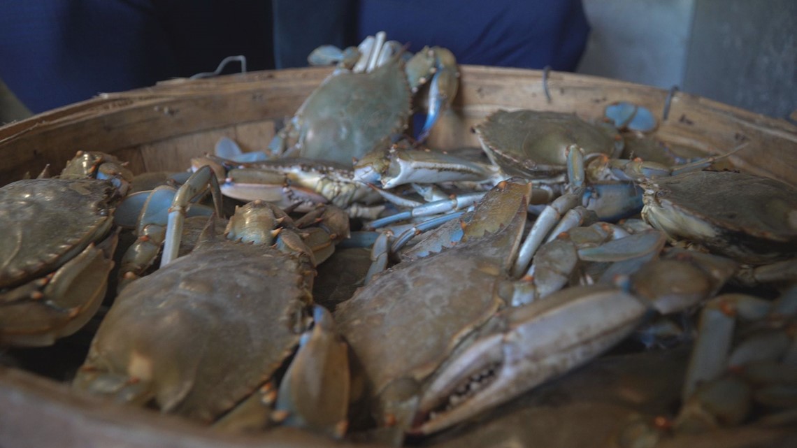 Blue Crab population is down in the Chesapeake; Maryland issues new harvesting restrictions