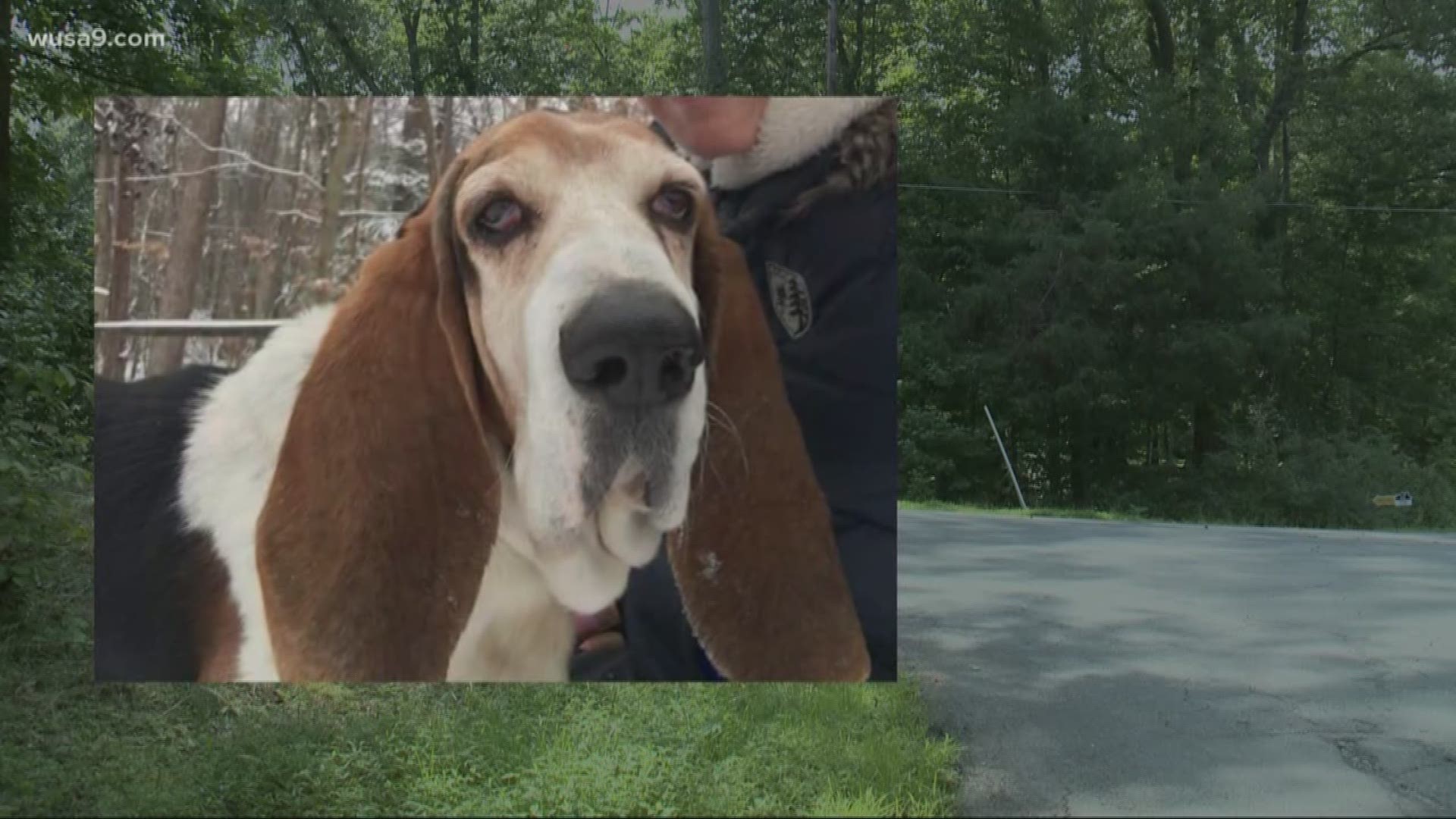 Maryland Family Heartbroken After Lost Dog Is Euthanized Hours After Going Missing Wusa9 Com