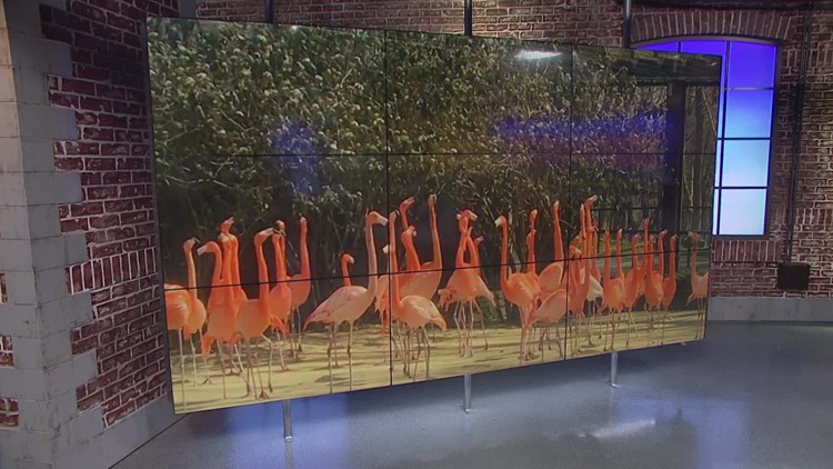 Fox trapped, reportedly euthanized for possibly killing flamingos, duck at National Zoo