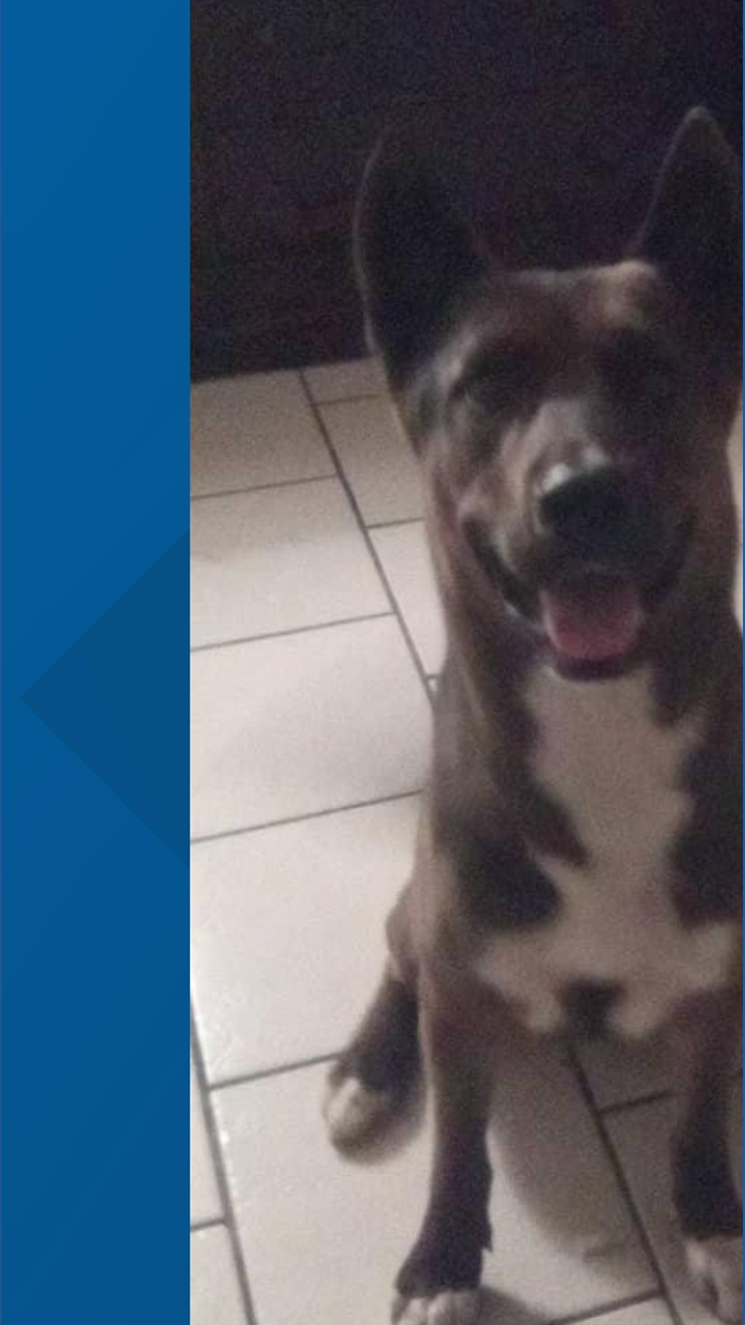 Shelter seeks donations to help injured dog that ran after owner was shot and killed while ...