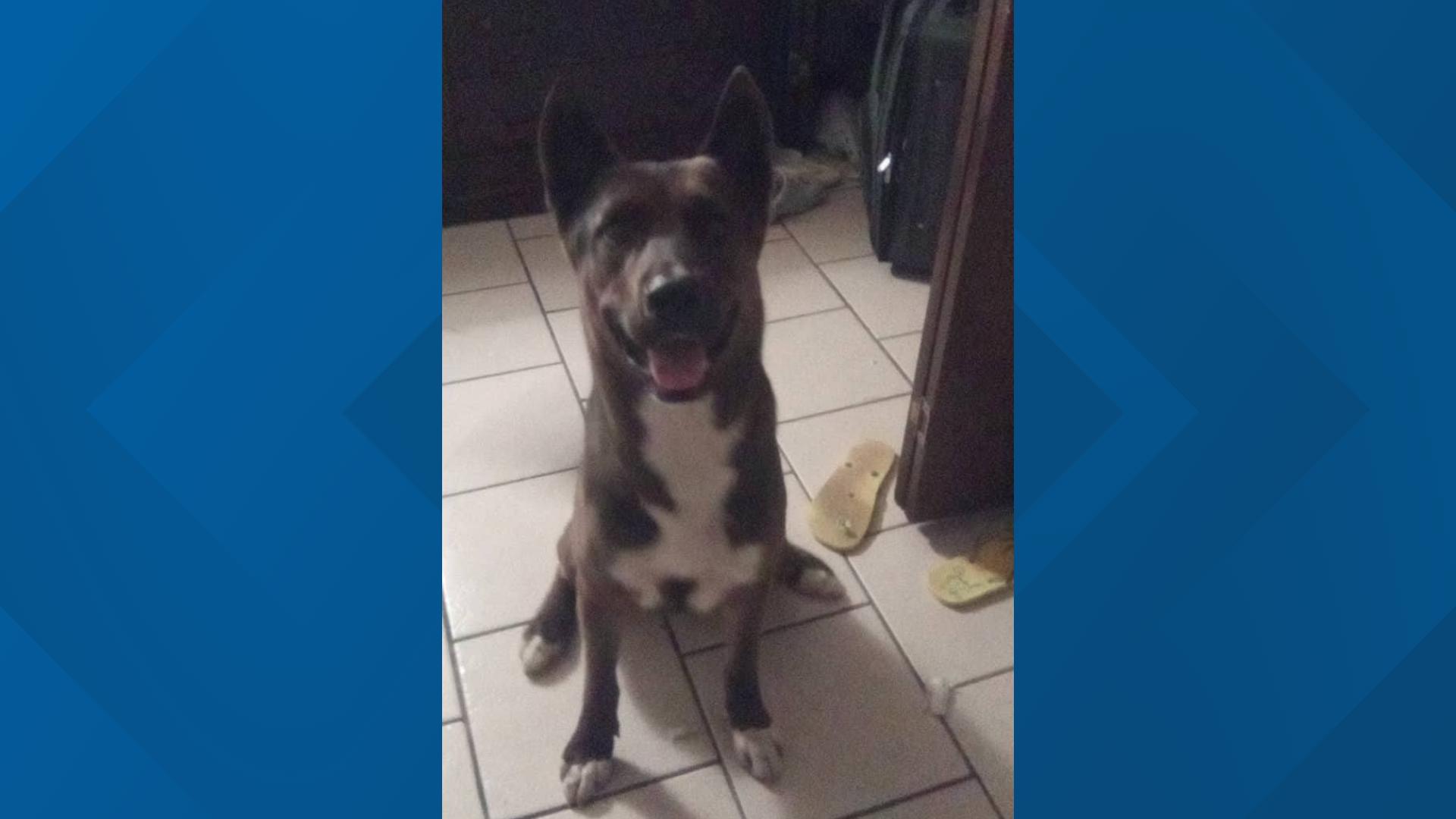 Shelter seeks donations to help injured dog that ran after owner was ...