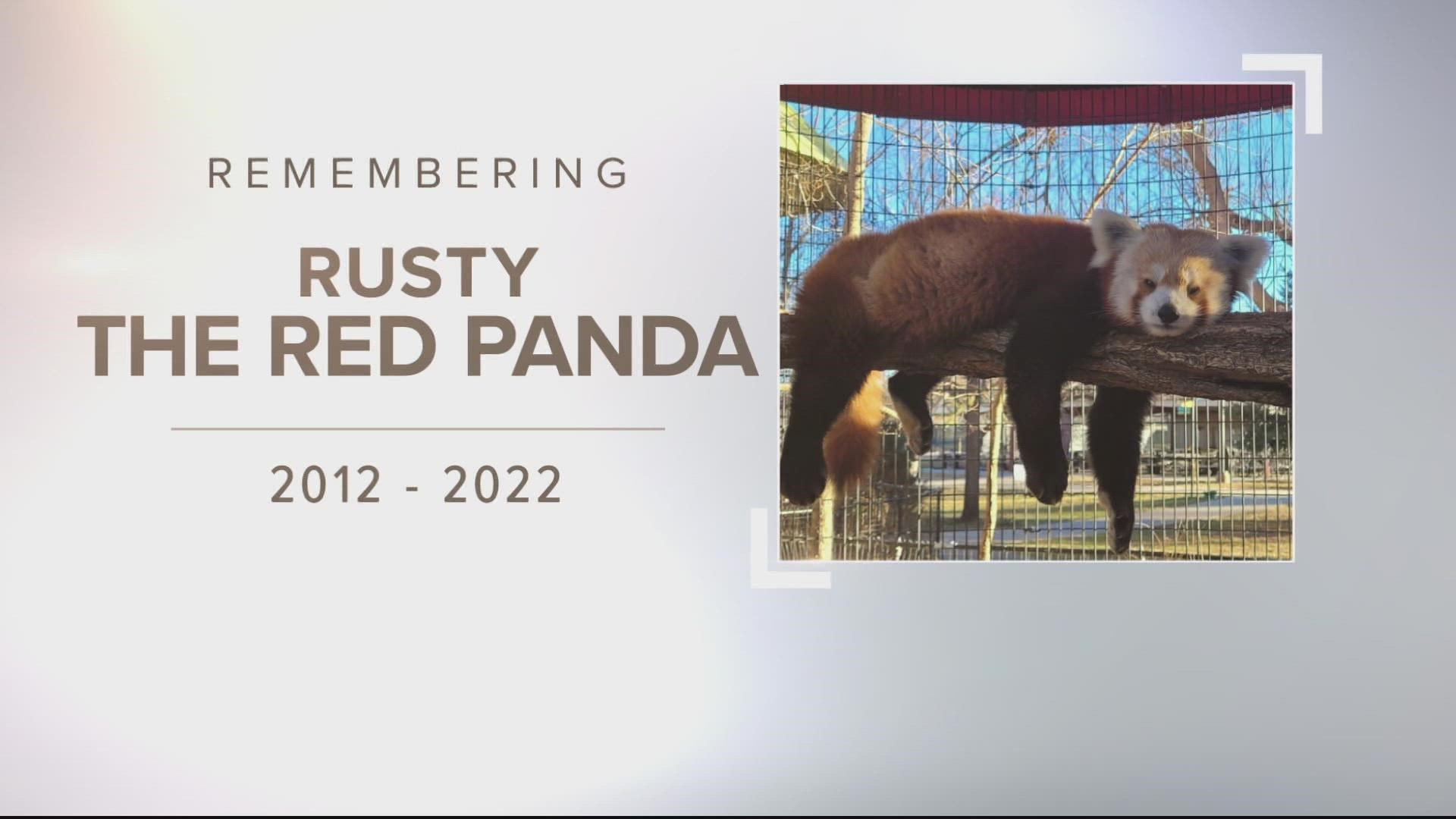 The Pueblo Zoo announced Tuesday morning that Rusty unexpectedly passed away. He was 10-years-old.