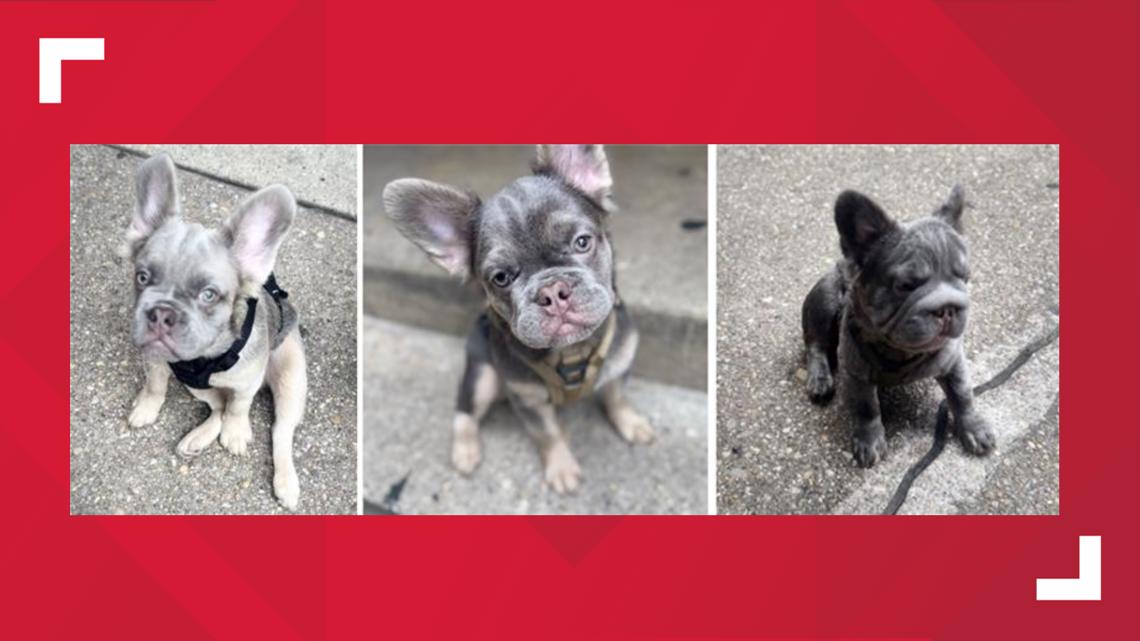 Three French bulldogs stolen in armed burglary in Northeast DC, worth estimated $10,000