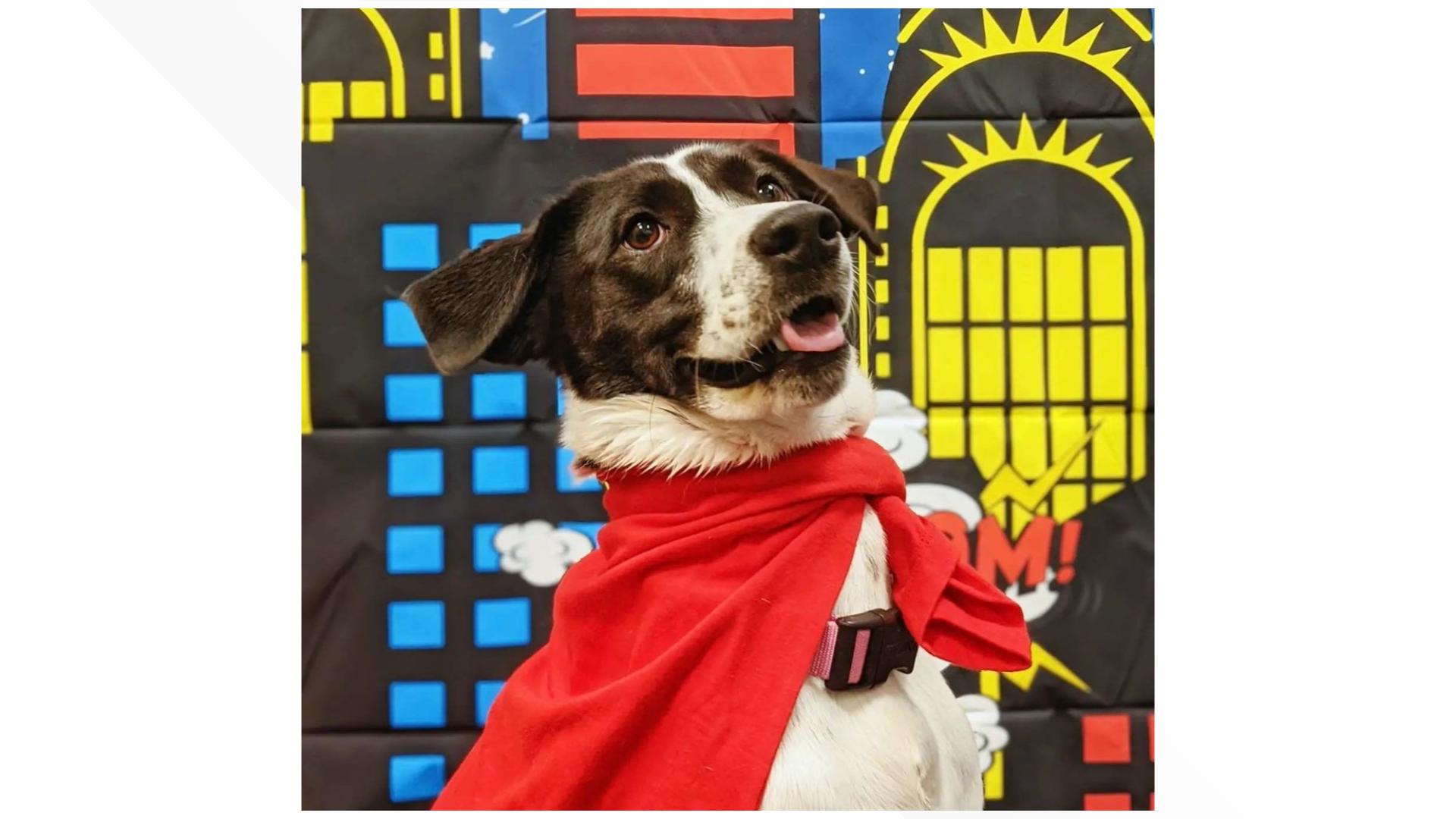 Susanne Dicus-Caulder from Dogtopia of downtown D.C., gives us tips on how to keep our dogs safe from Halloween hazards. 