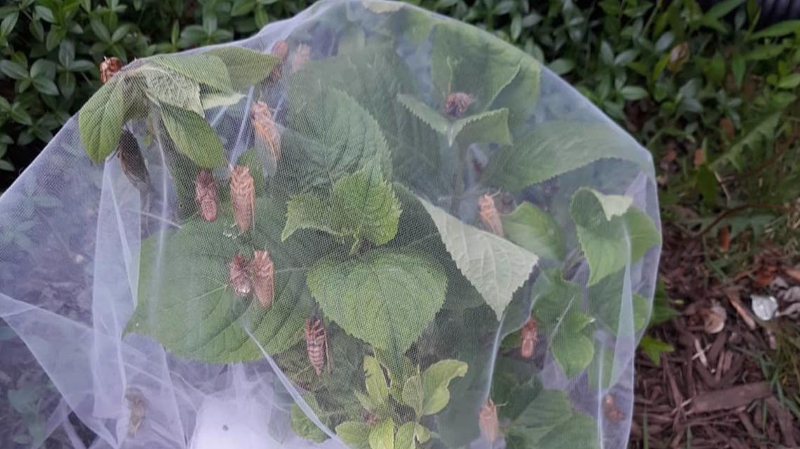 When will cicadas be gone?