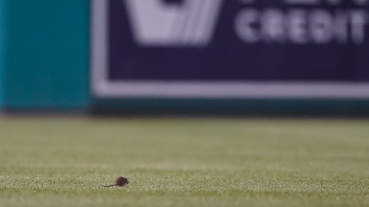 Rats! With critter in grass, NL East-best Mets beat Nats 4-2