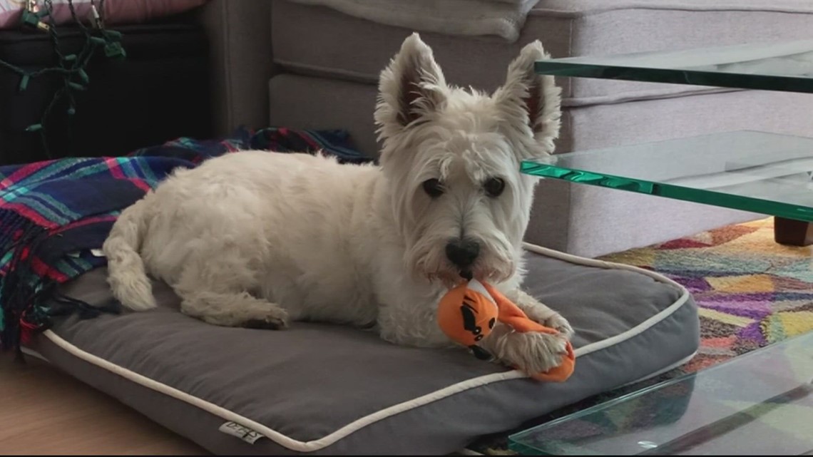 Dog stolen at gunpoint near Fort Totten Metro station